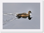 haapana_Eurasian Wigeon_0790 * 800 x 563 * (257KB)